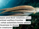 A common octopus (Octopus vulgaris) off Croatia in the Mediterranean Sea. Reinhard Dirscherl/ullstein bild via Getty Images